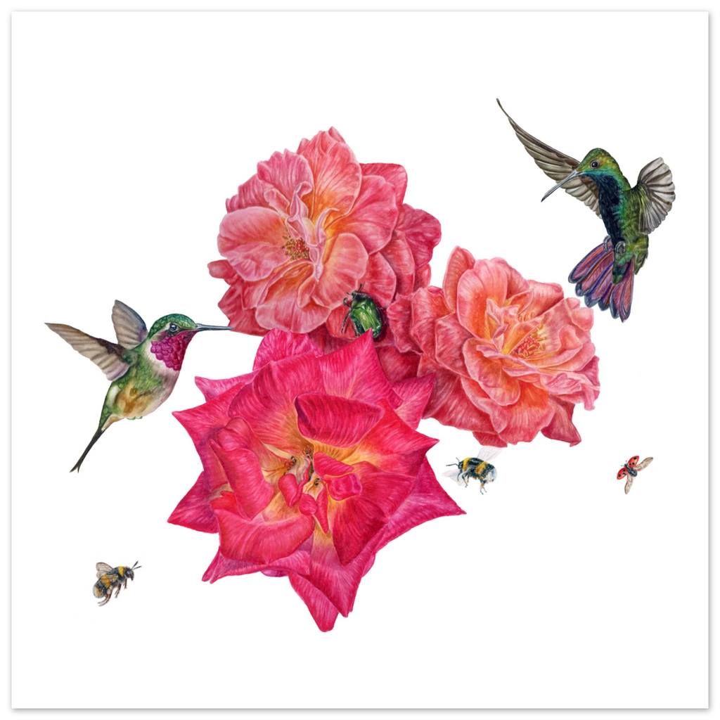 1ebe4209-03f5-4574-b026-bdd5b543fea8 Detailed colored pencil illustration featuring vibrant pink and coral roses surrounded by two hovering hummingbirds, bumblebees, a ladybird, and a green rose chafer beetle, celebrating the beauty of pollinators in a botanical garden setting against a white background.watercolour