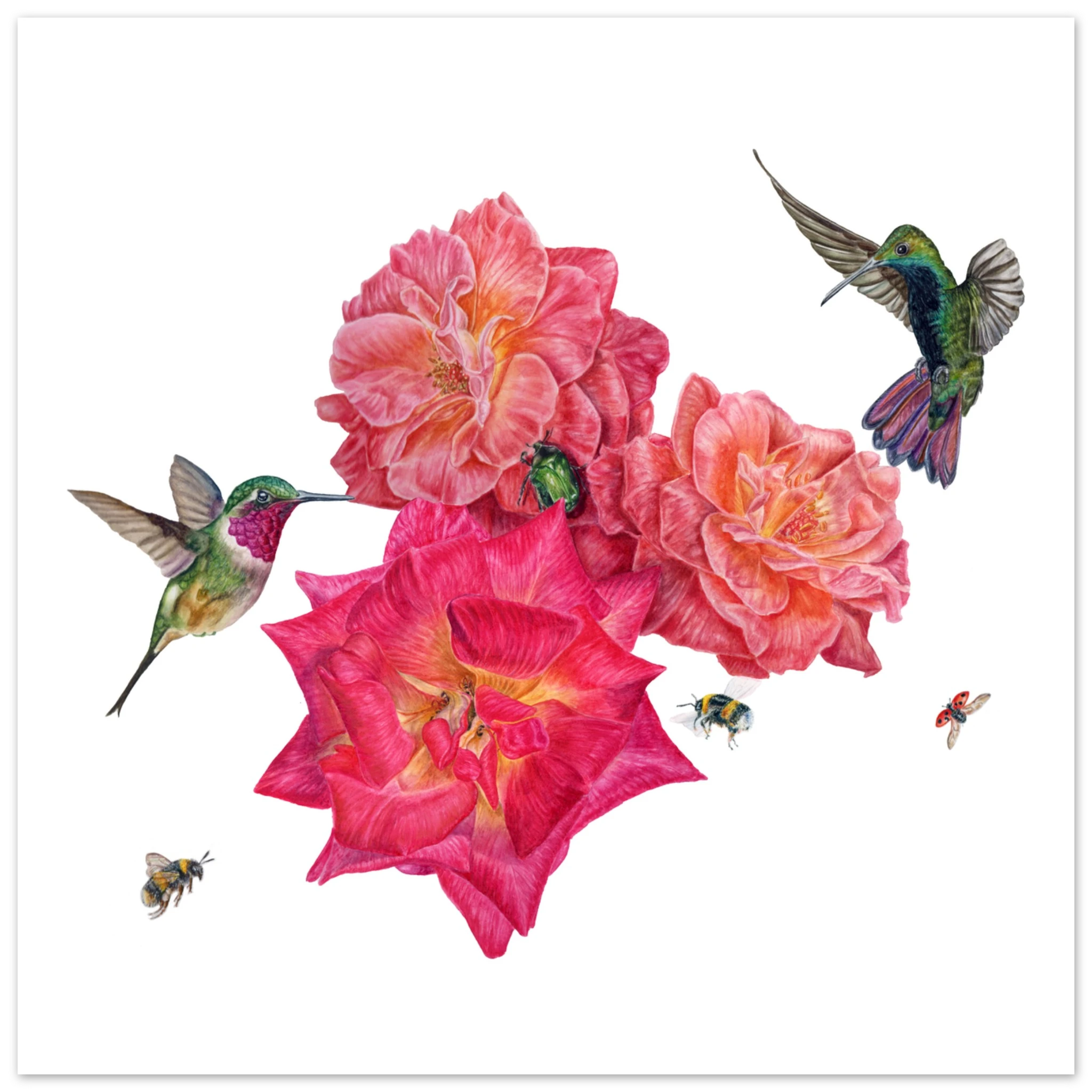 1ebe4209-03f5-4574-b026-bdd5b543fea8 Detailed colored pencil illustration featuring vibrant pink and coral roses surrounded by two hovering hummingbirds, bumblebees, a ladybird, and a green rose chafer beetle, celebrating the beauty of pollinators in a botanical garden setting against a white background.watercolour