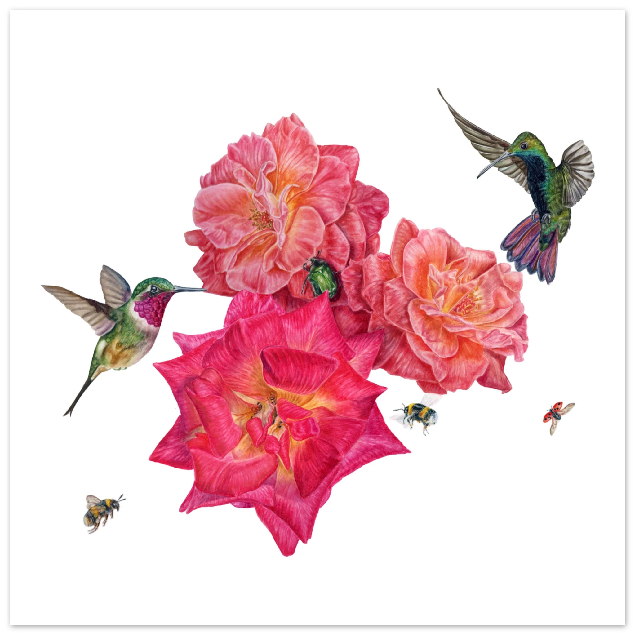 28fcb674-c80a-4114-9954-eaadd90e7fbb ose botanical illustration
hummingbird artwork
colored pencil botanical art
wildlife botanical illustration
hand drawn roses
hummingbird and flowers art
bee illustration
botanical wildlife print
realistic floral artwork
garden pollinators art
rose flower illustration
nature inspired wall art
botanical home décor
fine art colored pencil drawing
botanical and wildlife art
English garden illustration
pollinator artwork
ladybird illustration
rose chafer beetle
floral wildlif
