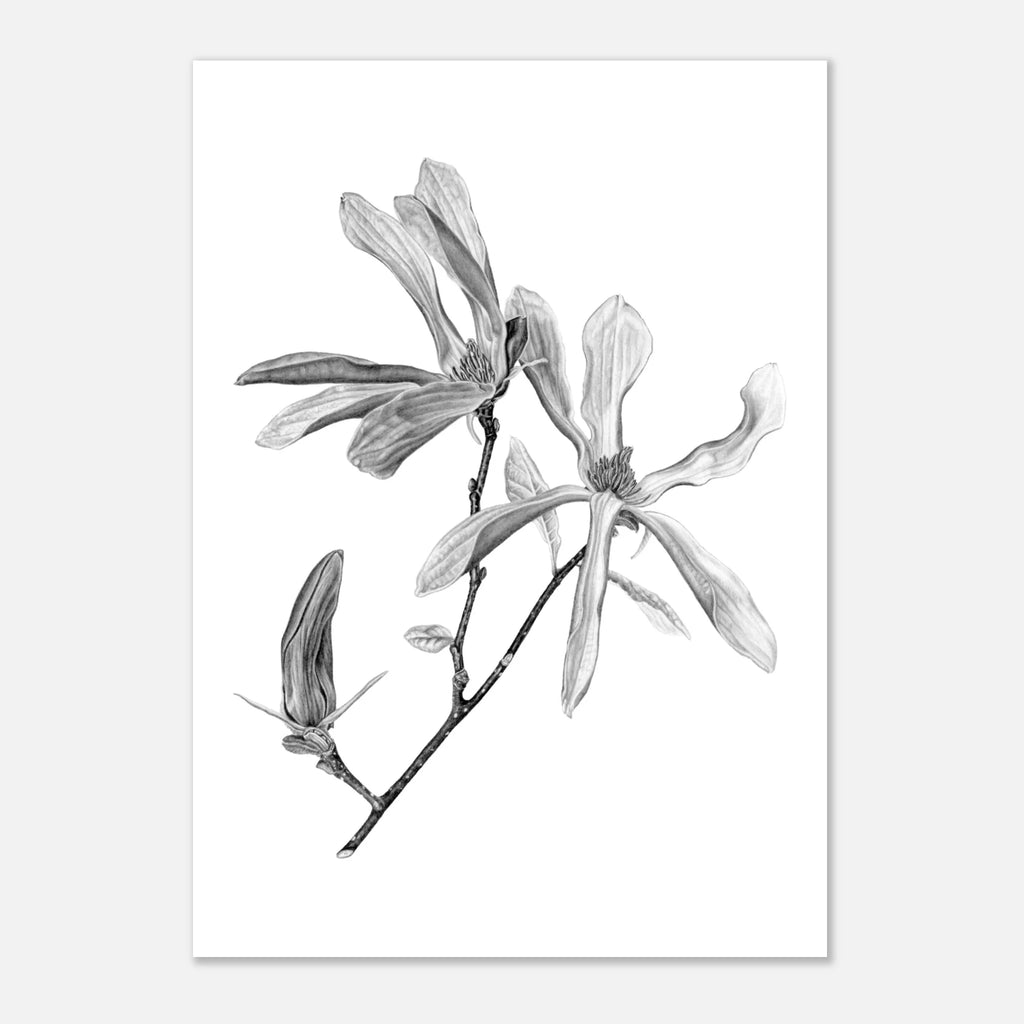 2fec1c58-d14c-49e4-abc6-20670d10b10c Elegant hand-drawn magnolia botanical illustration featuring blooming flowers and a bud in detailed graphite. Perfect for floral wall art, nature lovers, and botanical décor.