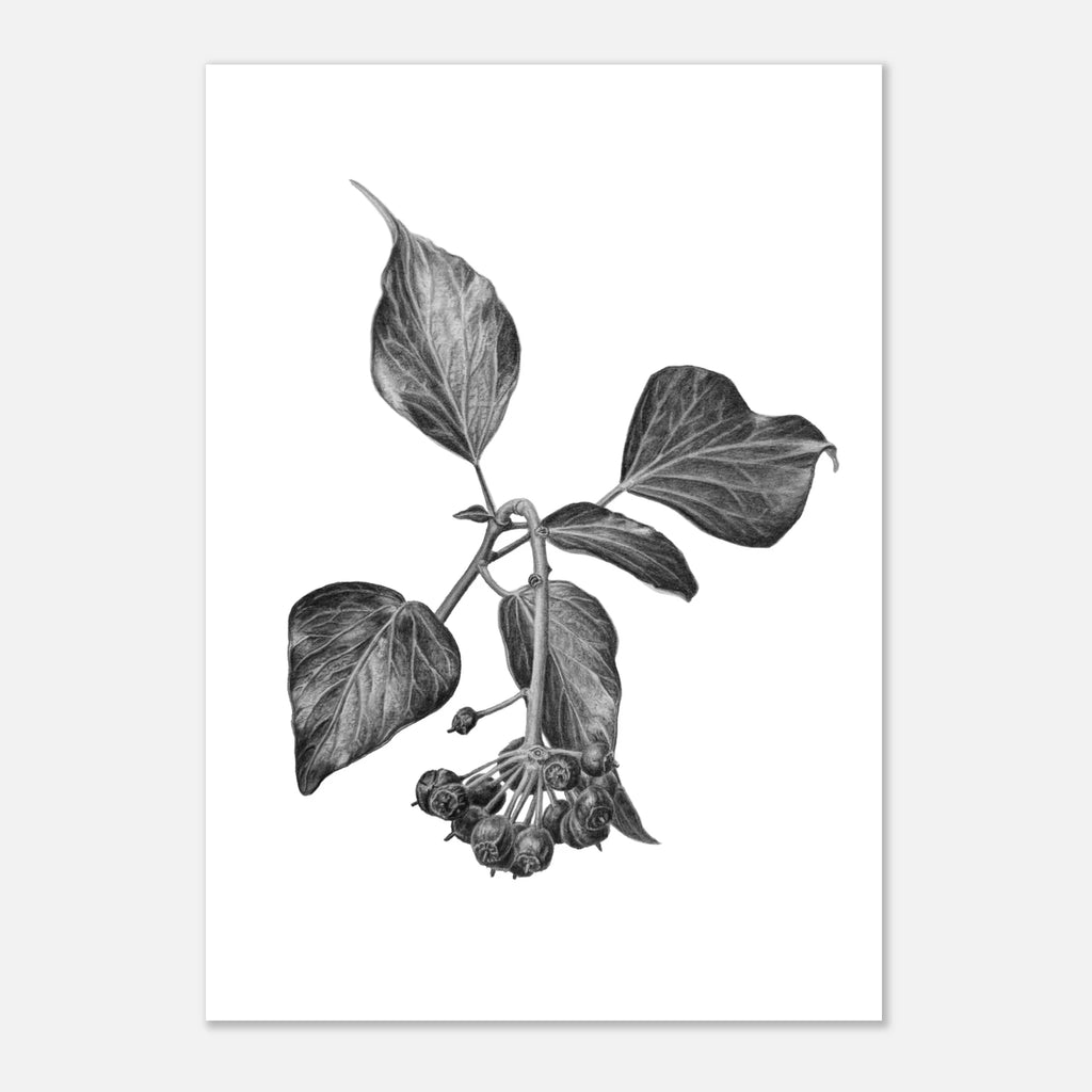 3baf41b0-2407-4227-a7ce-a98f5a38966e English ivy botanical illustration
Hedera helix drawing
ivy botanical art
hand drawn ivy illustration
graphite botanical drawing
black and white botanical print
ivy leaves artwork
botanical wall art
realistic plant illustration
woodland botanical art
nature inspired artwork
botanical home décor
fine art botanical illustration
ivy berries drawing
botanical print