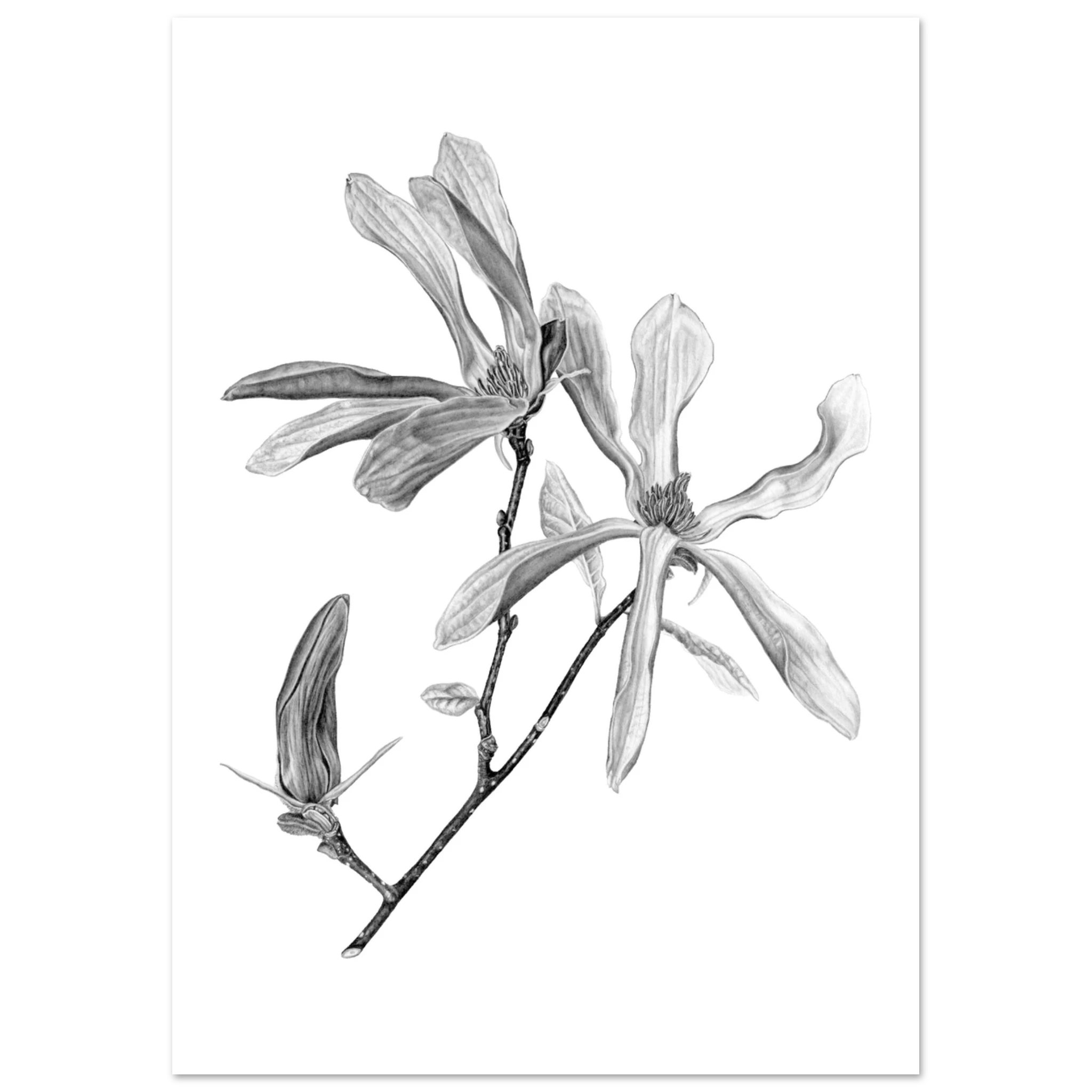 4b550618-182b-4495-9430-4f32cdbb8aae magnolia botanical illustration
hand drawn magnolia
black and white floral art
graphite botanical drawing
magnolia flower artwork
botanical wall art
botanical print
floral illustration
magnolia blossom drawing
nature inspired art
fine art botanical illustration
realistic flower drawing
botanical home décor
minimalist floral art
botanical artist
