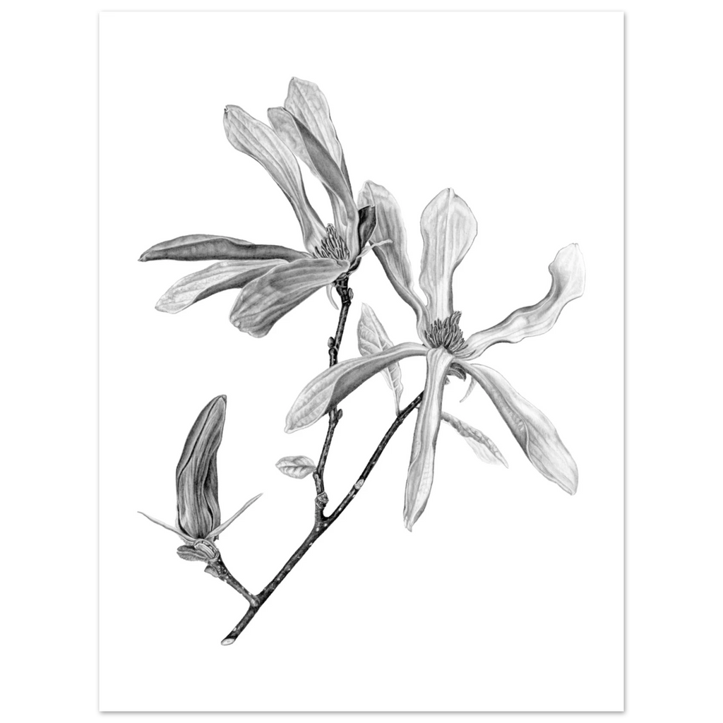 55d2a30c-c4dc-43b1-887c-566227de4f11 Graphite botanical illustration of blooming magnolia flowers and a bud on a white background.  Detailed black and white botanical illustration of a magnolia branch featuring two open blossoms and one unopened bud, rendered in realistic graphite with delicate petal textures on a clean white background.