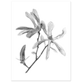 55d2a30c-c4dc-43b1-887c-566227de4f11 Graphite botanical illustration of blooming magnolia flowers and a bud on a white background.  Detailed black and white botanical illustration of a magnolia branch featuring two open blossoms and one unopened bud, rendered in realistic graphite with delicate petal textures on a clean white background.