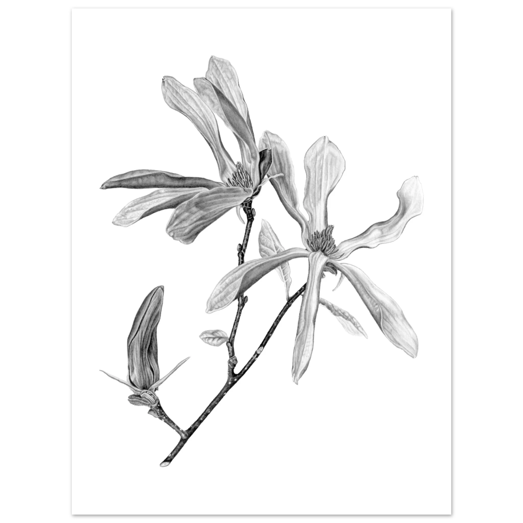 55d2a30c-c4dc-43b1-887c-566227de4f11 Graphite botanical illustration of blooming magnolia flowers and a bud on a white background.  Detailed black and white botanical illustration of a magnolia branch featuring two open blossoms and one unopened bud, rendered in realistic graphite with delicate petal textures on a clean white background.