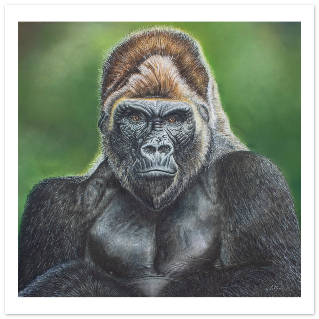 67b075d3-8477-4c82-ae39-58f99ec92528 realistic silverback gorilla watercolor art print
close-up gorilla portrait wall art
African wildlife watercolor painting
fine art gorilla print for wildlife lovers
realistic ape portrait artwork
gorilla wall decor for office or study
safari inspired animal art print
wildlife portrait featuring a silverback gorilla
gorilla artwork for modern home decor
nature conservation inspired wall art