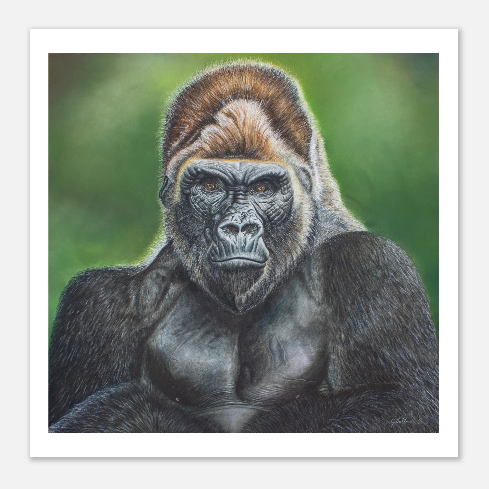 8258abd9-2a56-4990-baa0-2c2ae4677a79 Detailed watercolor portrait of a powerful silverback gorilla gazing directly at the viewer. The realistic wildlife painting features finely rendered fur, expressive brown eyes, and a soft green background, making it an elegant art print for nature lovers, wildlife enthusiasts, and safari-inspired decor. gorilla art
gorilla print
silverback
ape portrait
wildlife art
safari decor
animal art
primate art
zoo lover gift
nature decor
wildlife print
rainforest art
office wall 
