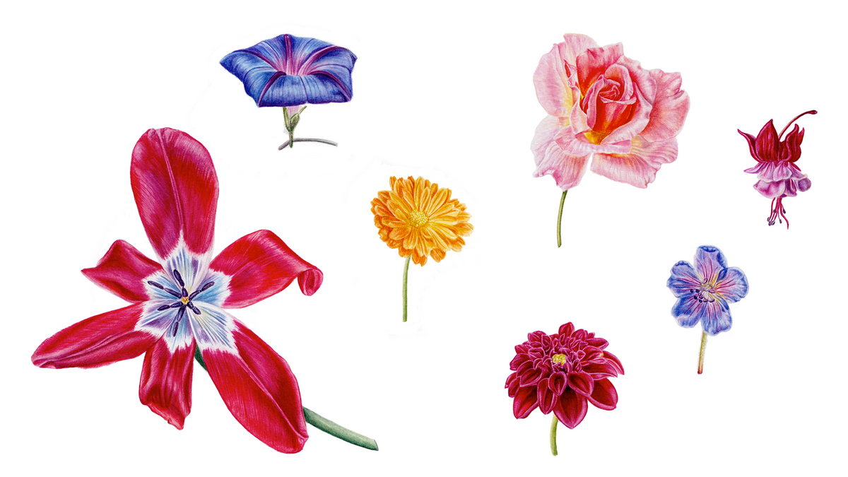 A collection of hand-drawn botanical illustrations of various flowers, including a large red tulip-like bloom with a blue and white center, a pink rose, an orange daisy, and smaller purple and red blossoms, all arranged on a plain white background.