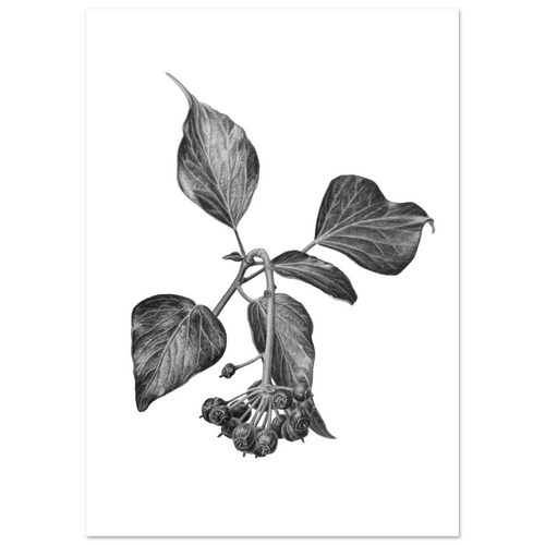 b1cdd079-5fd7-43ae-a412-e6f66a9bfde5 English ivy botanical illustration
Hedera helix drawing
ivy botanical art
hand drawn ivy illustration
graphite botanical drawing
black and white botanical print
ivy leaves artwork
botanical wall art
realistic plant illustration
woodland botanical art
nature inspired artwork
botanical home décor
fine art botanical illustration
ivy berries drawing
botanical print
