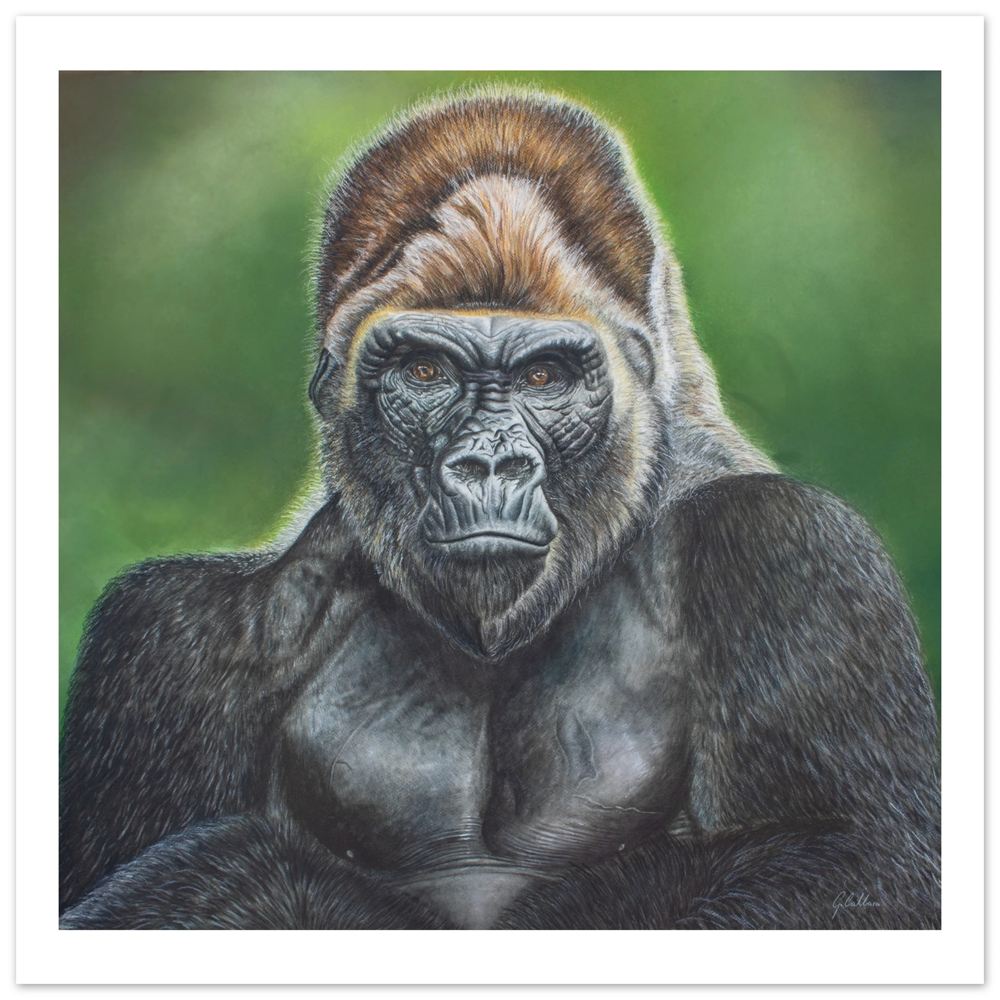 def67dc3-473f-41c3-a046-1e7b5dc4c614gorilla art print
gorilla portrait
silverback gorilla art
wildlife wall art
gorilla watercolor
ape artwork
primate art print
wildlife painting
animal portrait art
realistic gorilla painting
safari wall decor
African wildlife art
jungle animal art
zoo animal artwork
nature-inspired decor
wildlife lover gift
conservation art
fine art animal print
gorilla illustration
rainforest wildlife
exotic animal wall art
masculine office decor
modern wildlife art
living room wall art
a