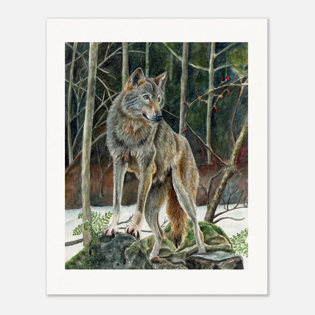 ec80ee88-9292-4057-8f11-0f371df68817
Realistic watercolor painting of a gray wolf standing alert on moss-covered rocks in a snowy woodland surrounded by bare trees and bright red winter berries. Fine art wildlife print for rustic cabin and nature-inspired home decor.
realistic gray wolf watercolor art print
wolf standing in a snowy forest
wildlife watercolor print for cabin decor
woodland wolf wall art for nature lovers
rustic lodge wolf artwork
winter forest wolf fine art print
gray wolf painting for livin