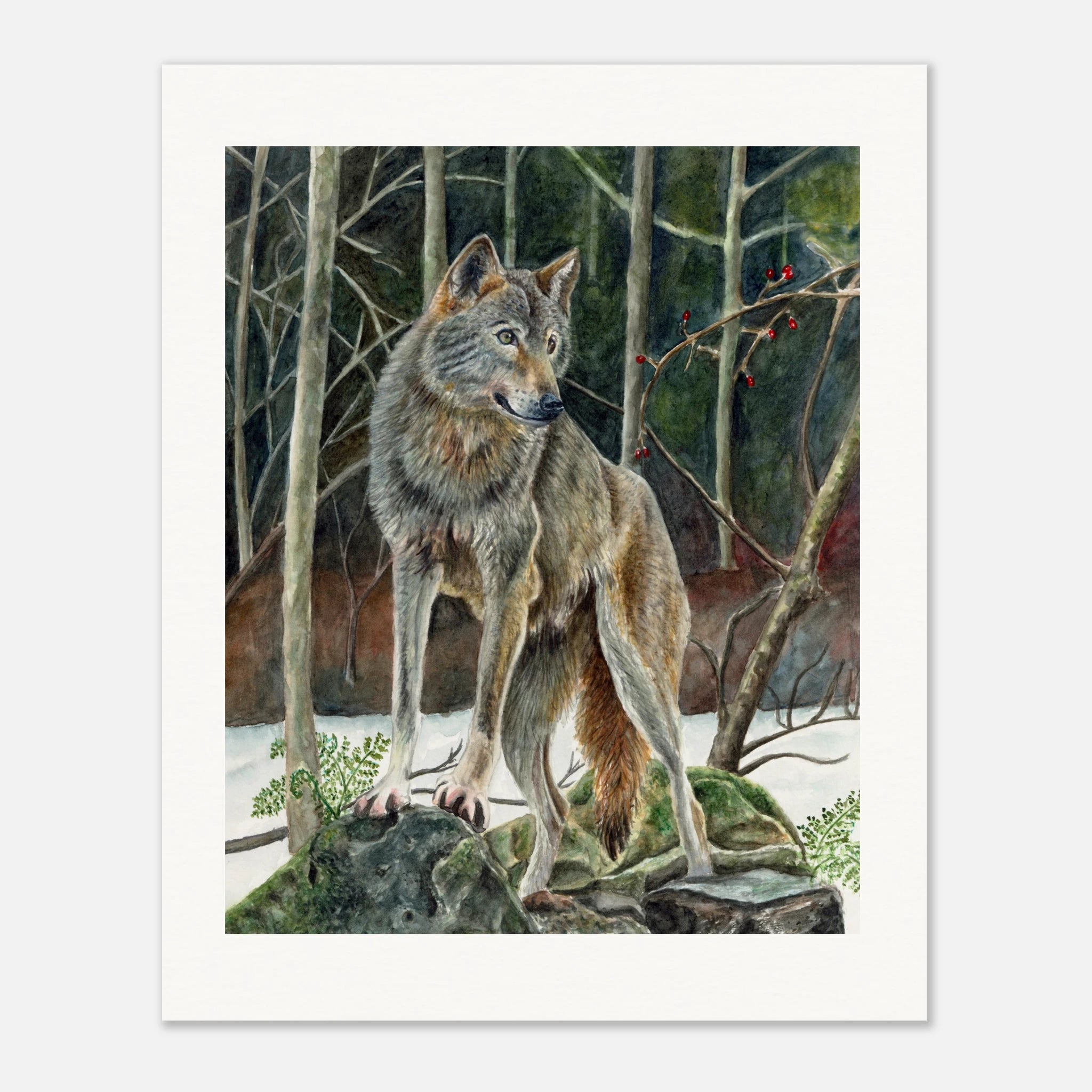 ec80ee88-9292-4057-8f11-0f371df68817
Realistic watercolor painting of a gray wolf standing alert on moss-covered rocks in a snowy woodland surrounded by bare trees and bright red winter berries. Fine art wildlife print for rustic cabin and nature-inspired home decor.
realistic gray wolf watercolor art print
wolf standing in a snowy forest
wildlife watercolor print for cabin decor
woodland wolf wall art for nature lovers
rustic lodge wolf artwork
winter forest wolf fine art print
gray wolf painting for livin