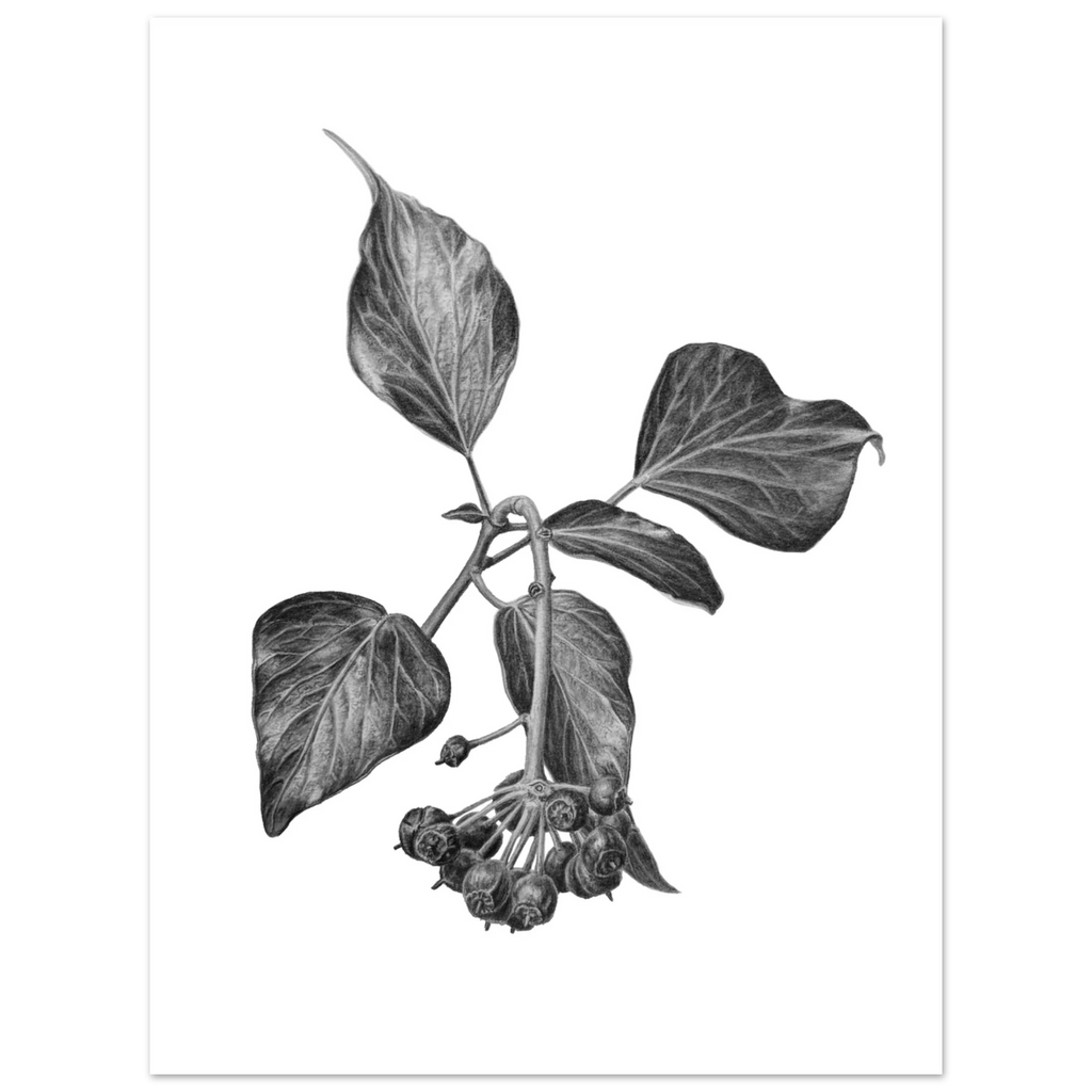 ed399656-03e5-4229-8262-ac94f04a04bb Detailed black and white botanical illustration of an English ivy (Hedera helix) branch with textured heart-shaped leaves and clusters of mature berries, rendered in realistic graphite on a clean white background.