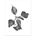 ed399656-03e5-4229-8262-ac94f04a04bb Detailed black and white botanical illustration of an English ivy (Hedera helix) branch with textured heart-shaped leaves and clusters of mature berries, rendered in realistic graphite on a clean white background.