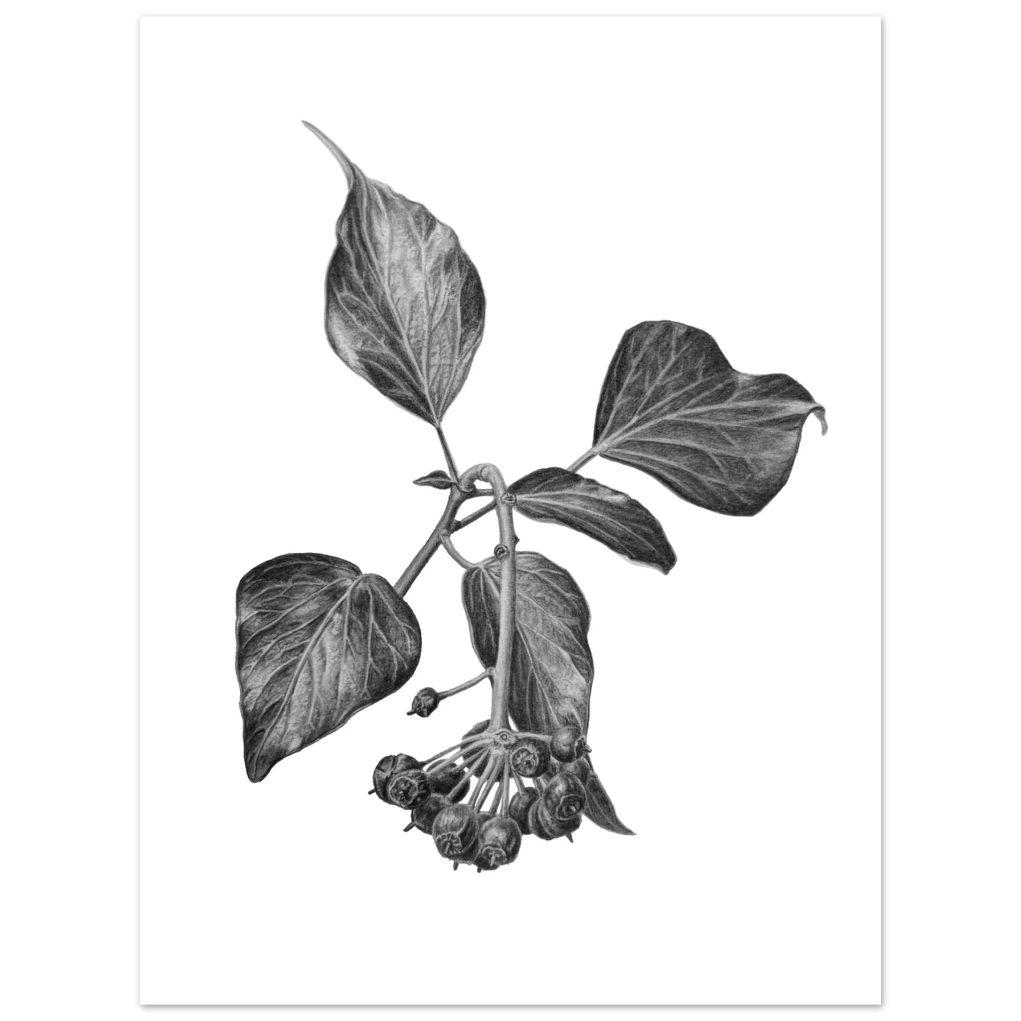 ed399656-03e5-4229-8262-ac94f04a04bb Detailed black and white botanical illustration of an English ivy (Hedera helix) branch with textured heart-shaped leaves and clusters of mature berries, rendered in realistic graphite on a clean white background.