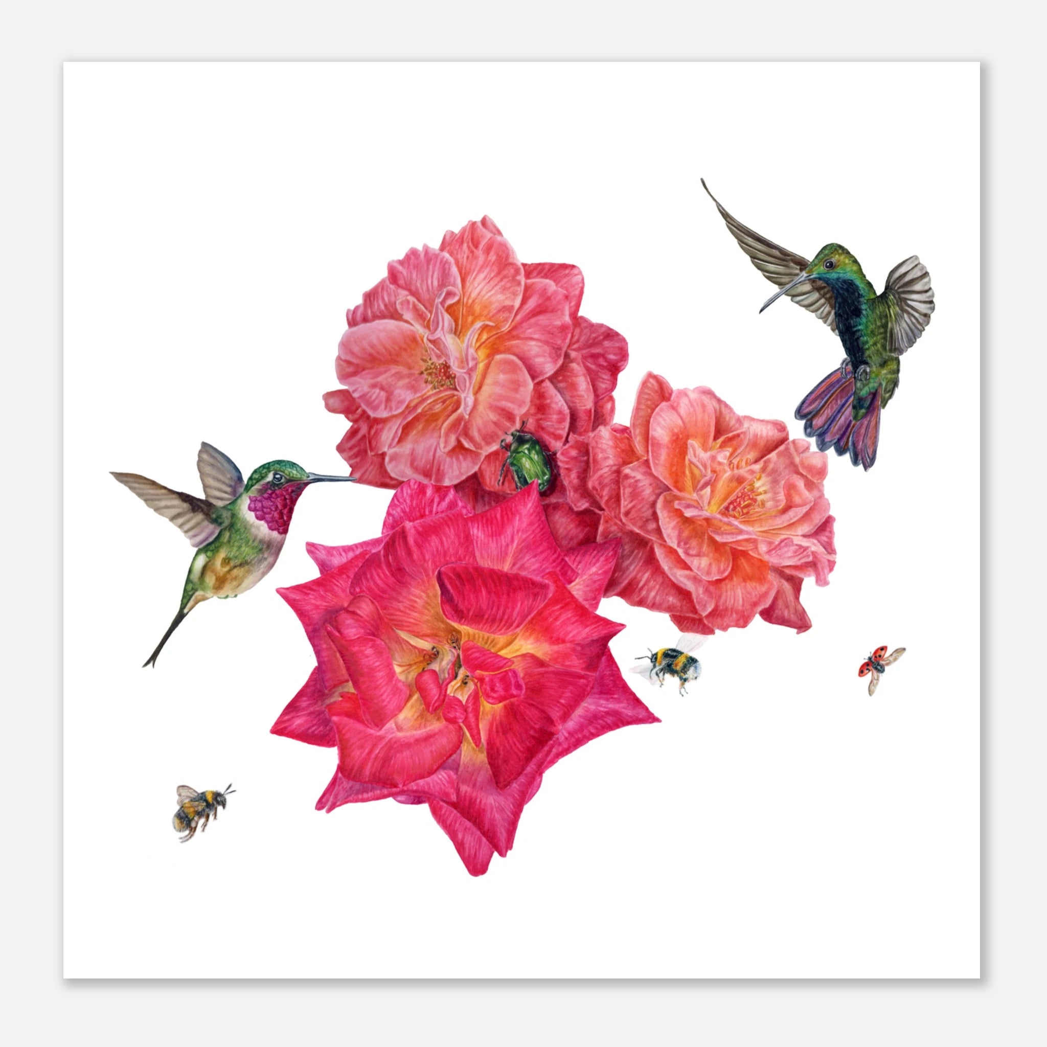 fb97bb34-b4d0-44aa-86b8-8d35166167da Colored pencil illustration of roses with hummingbirds, bees, a ladybird, and a green rose chafer beetle. watercolour 